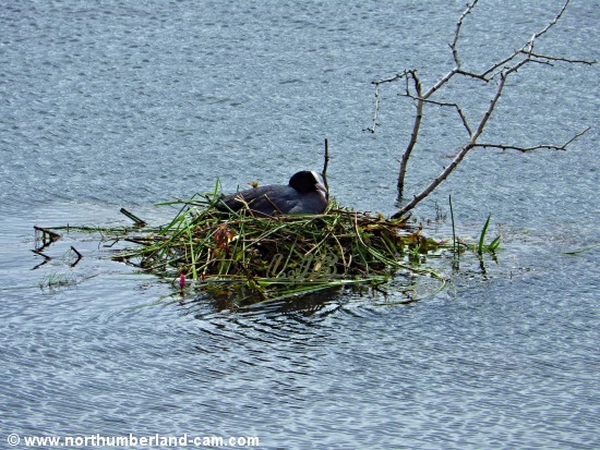 Coot sitting on her island nest on the lake at Coney Garth near Ashington.