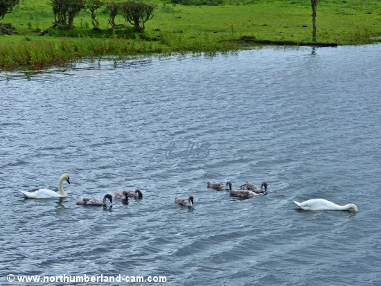 Swan family on the lake at Coney Garth near Ashington.