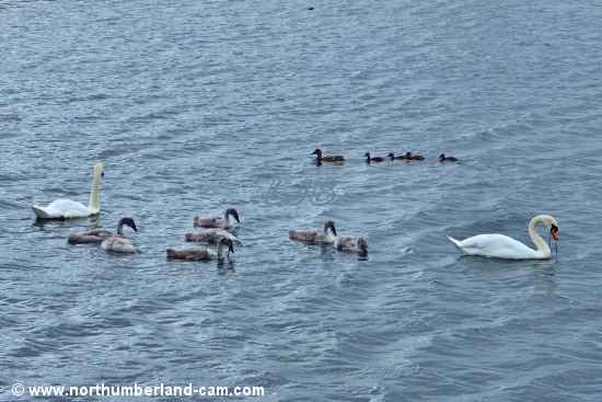 Swan and duck families on the lake at Coney Garth near Ashington.