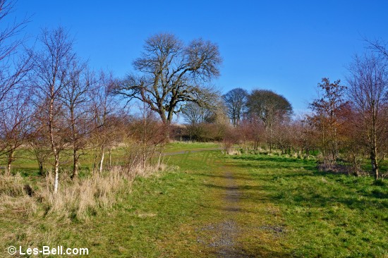 Footpath through Pegswood Country Park.