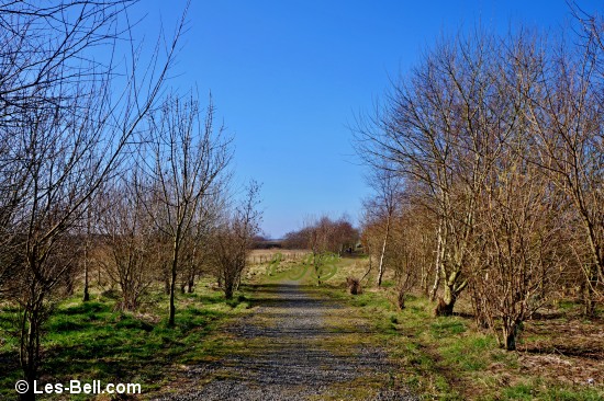Footpath to the lake at Pegswood Country Park.