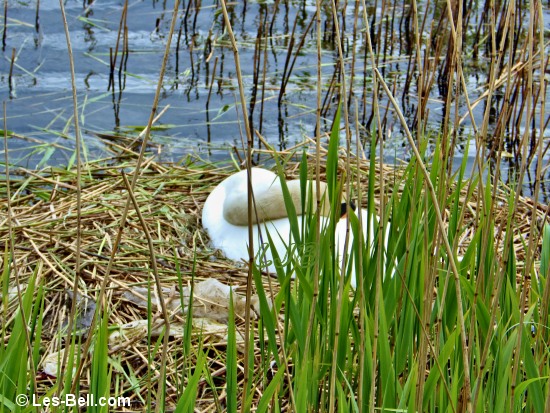Swan sitting on her nest beside the lake.