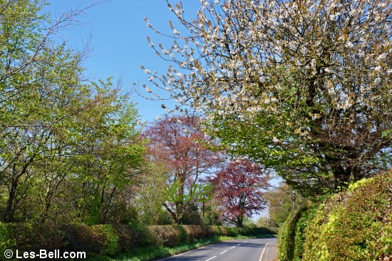 Spring blossom along the road between Bothal and Pegswood.
