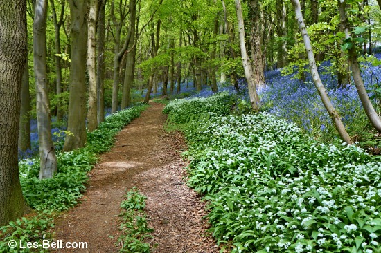 Footpath through Bothal Woods with wild garlic and bluebells flowering.