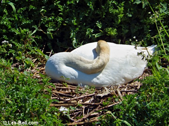 Swan sitting on her nest below Sheepwash Bridge.