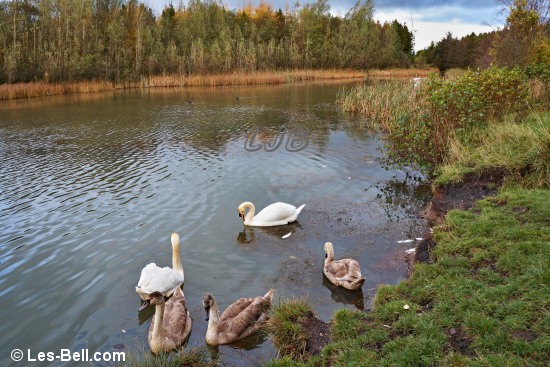 Swans on the lake at Haydon Letch.