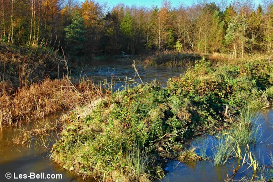 Pond in Ashington Community Woods.