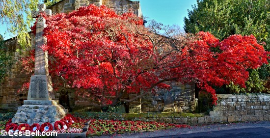 Bright red Acer outside Bothal Church.