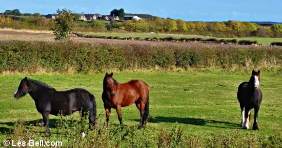 Horses grazing between Bothal and Pegswood.