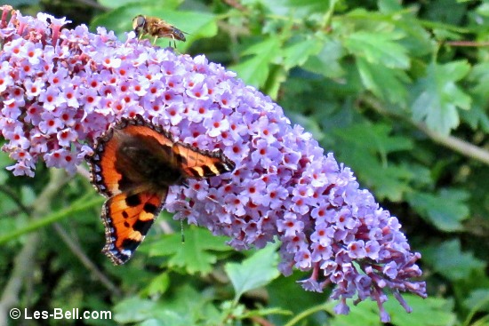 Small Tortoiseshell Butterfly and a Hoverfly on a Buddleia flower.