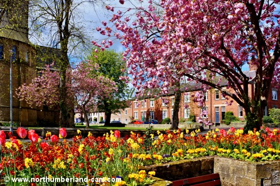 Tulips and cherry blossom in Morpeth.
