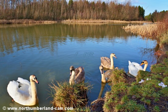 Family of swans on the lake at Haydon Letch, Ashington Community Woods.