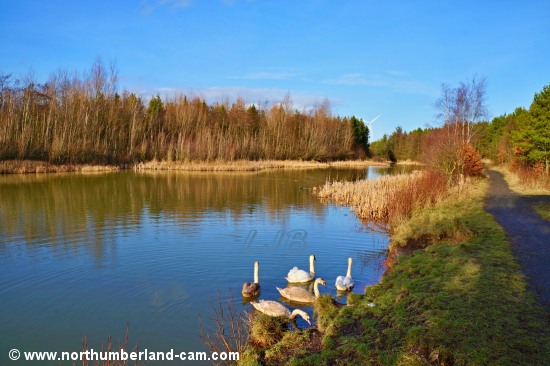 Family of swans on the lake at Haydon Letch, Ashington Community Woods.