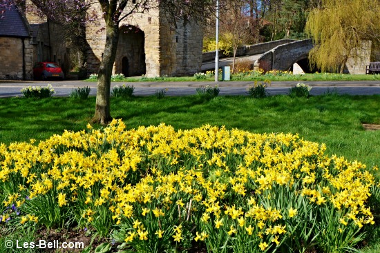 Daffodils flowering beside Warkworth Bridge.