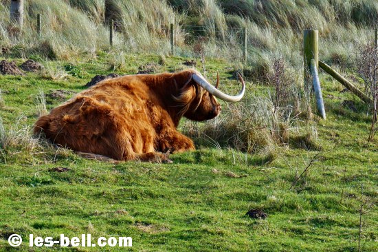 Highland bull enjoying the sun behind the dunes at Druridge Bay on the Northumberland Coast.