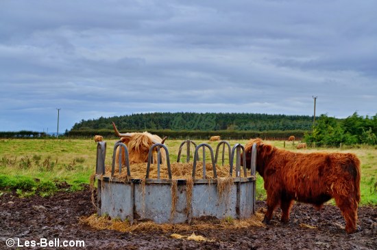 Highland cow and her calf feeding next to the site.