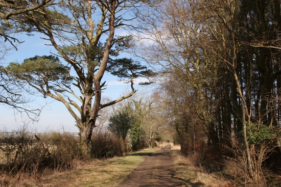 Country Lane near Longshaws, Northumberland.