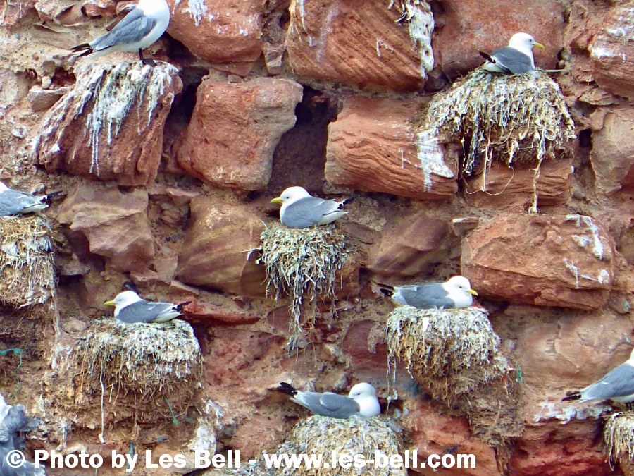 Gulls nesting on Dunbar Castle ruins on the coast at Dunbar, East Lothian, Scotland.