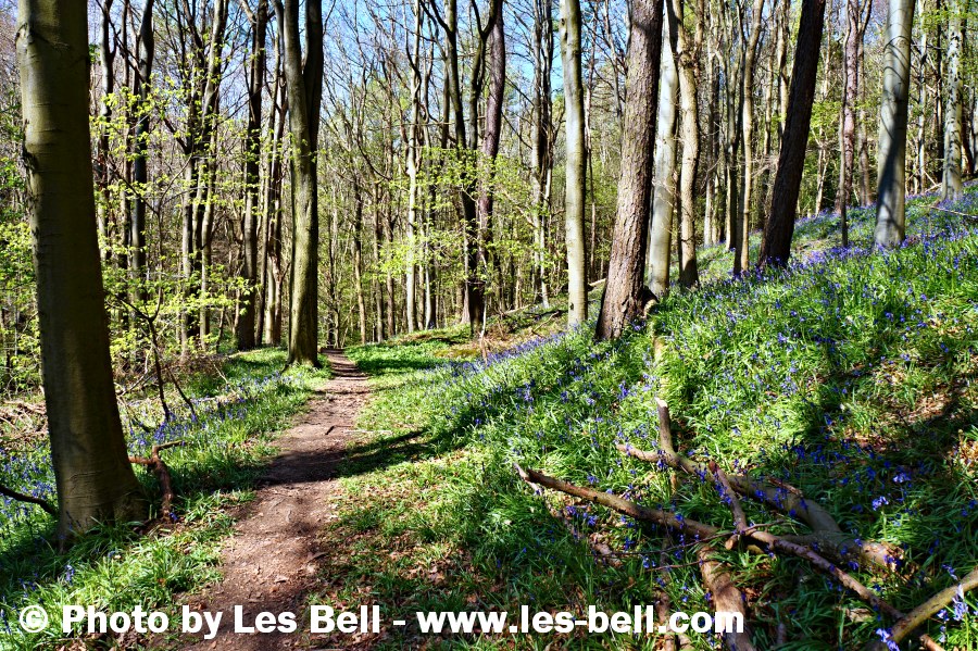 Bluebells in Bothal Woods, Northumberland.