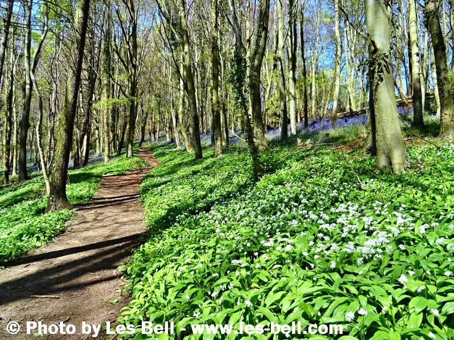 Wild Garlic and Bluebells in Bothal Woods, Northumberland.