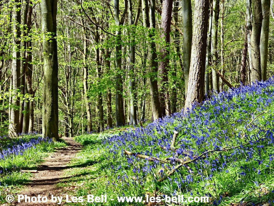 Bluebells in Bothal Woods, Northumberland.