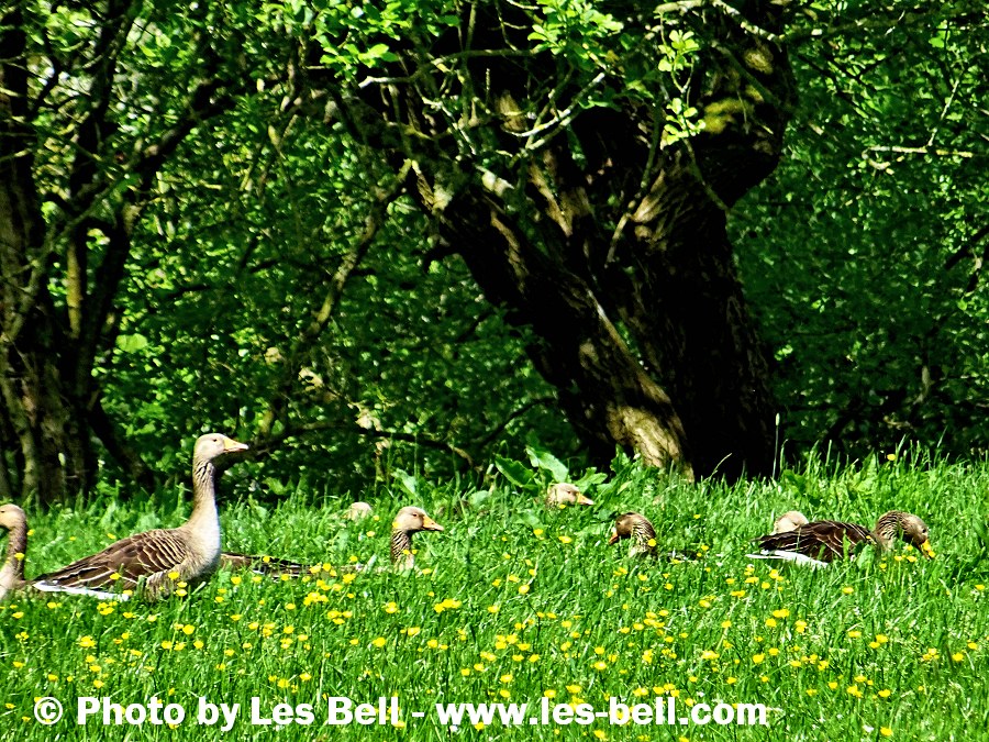 Geese beside Englethwaite Hall Caravan Club site in the Eden Valley, Cumbria.