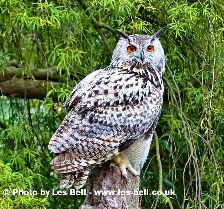 Owl at Muncaster Castle, Ravenglass, Cumbria.