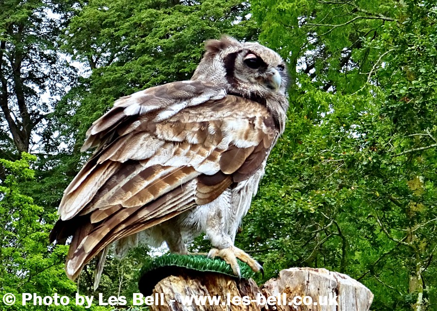 Owl at Muncaster Castle, Ravenglass, Cumbria.